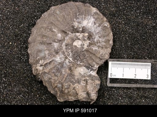Epihoplites compressus