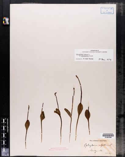 Ophioglossum vulgatum