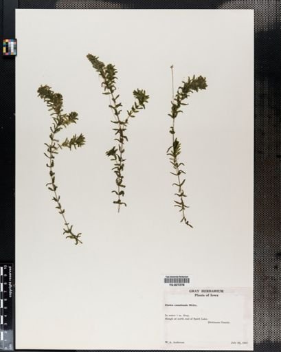 Elodea canadensis