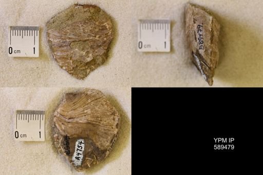 undet. Scaphitidae