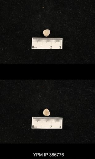 Streptorhynchus pyramidale?