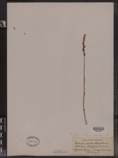 Spiranthes gracilis
