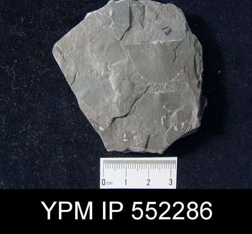 Brachyprion corrugata