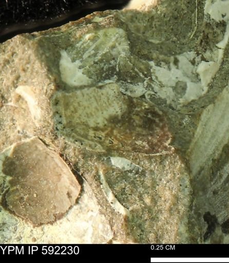 undet. Bivalvia