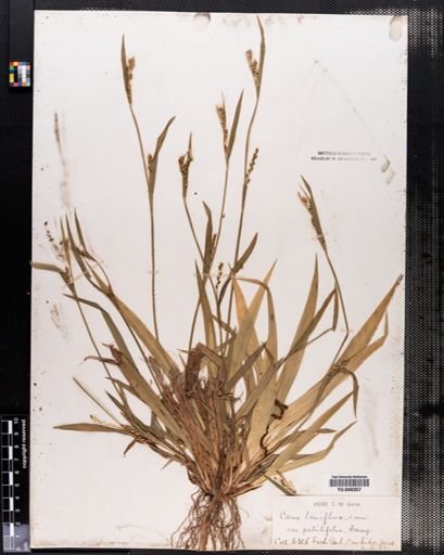 Carex laxiflora