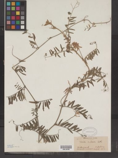 Vicia villosa