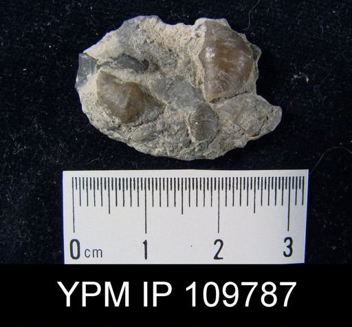 Plectambonites transversalis