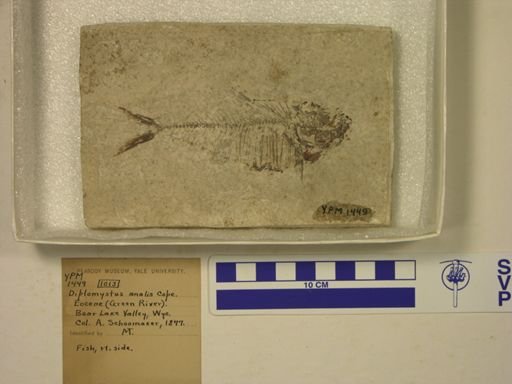 Diplomystus analis