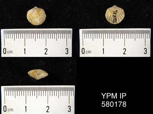 undet. Atrypida