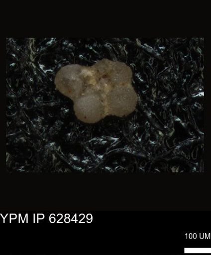 undet. Foraminiferida