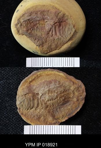 Anthracaris gracilis