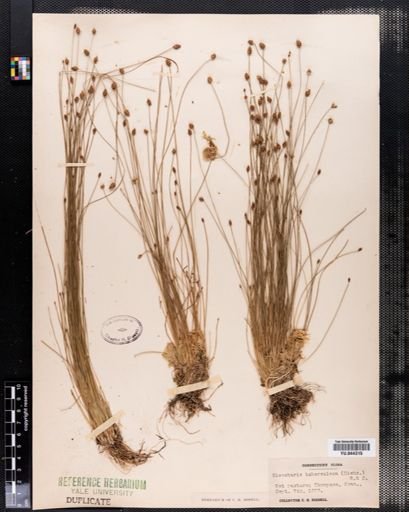 Eleocharis tuberculosa