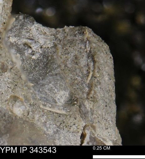undet. Bivalvia
