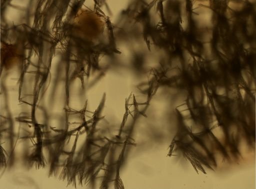 Isodictya deichmannae