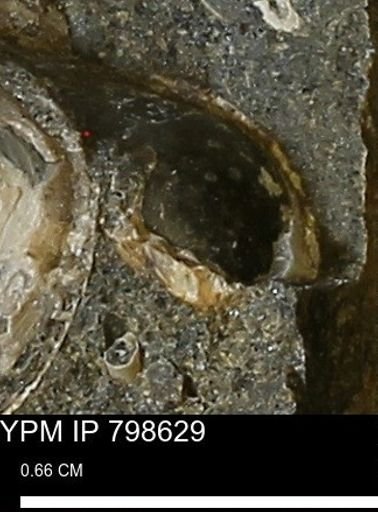 undet. Bivalvia