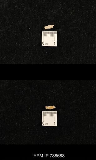 taxon undetermined