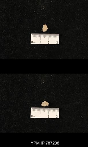 undet. Brachiopoda
