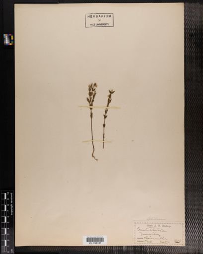Plantae