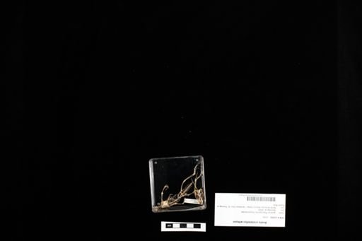 Anolis cristatellus wileyae