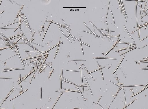 Iophon nigricans