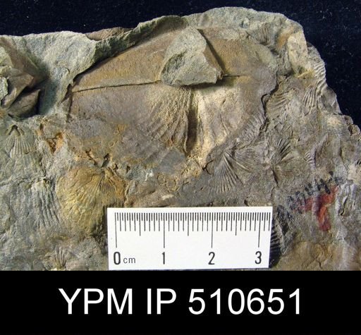 Cyrtospiriferoidea