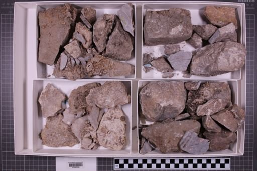 mixed taxa, stratigraphic collection
