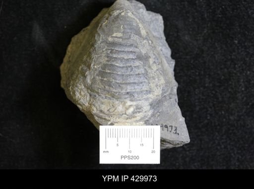 Trimerus vanuxemi