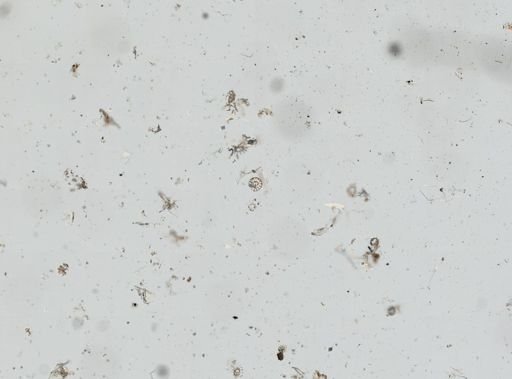 Holothuroidea