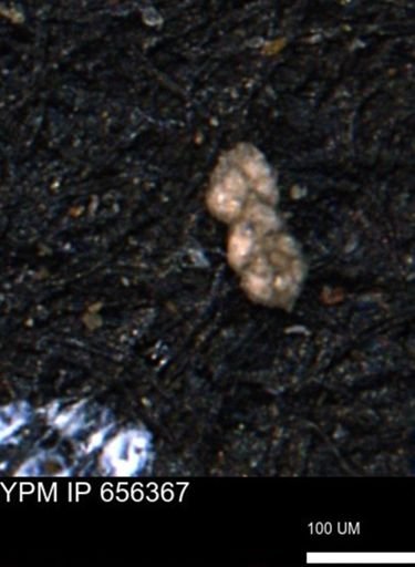 Ammobaculoides phaulus