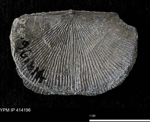 Devonochonetes mucronatus?