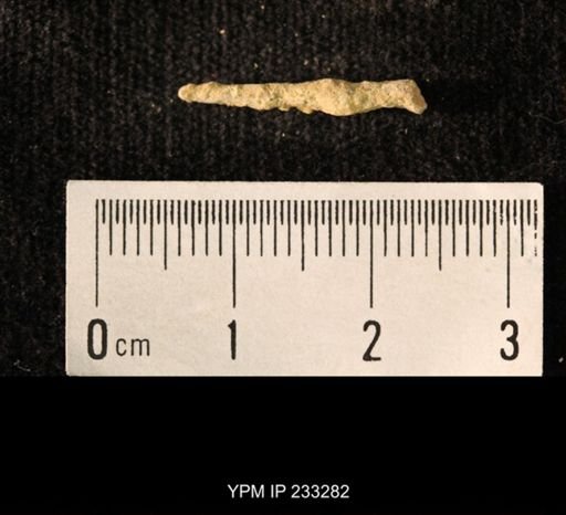 Archaeocidaris sp.