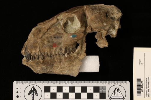 Eporeodon trigonocephalus parvus