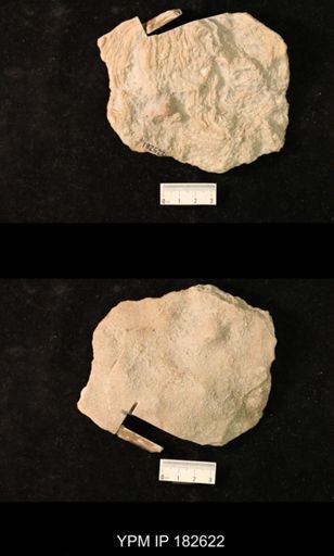 Labechia conferta