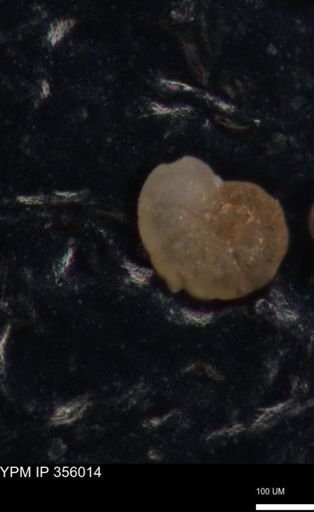 undet. Foraminiferida