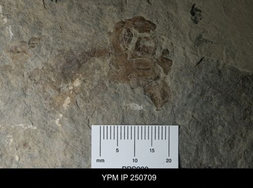 Waeringopterus sp.
