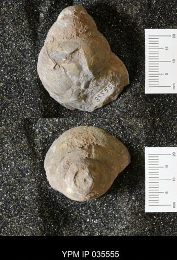 Campeloma harlowtonensis