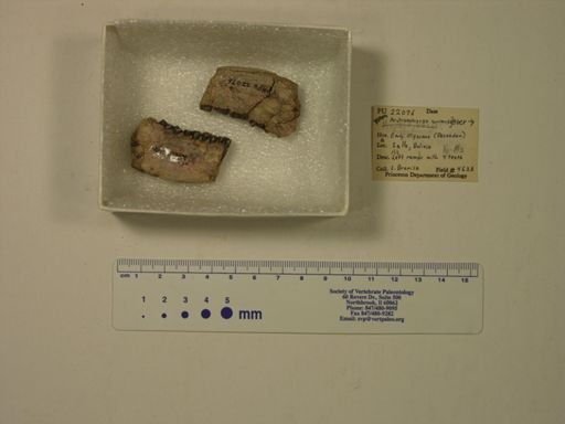 Archaeohyrax suniensis
