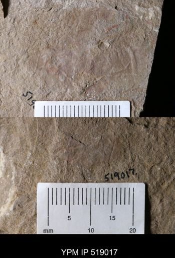undet. Arthropoda