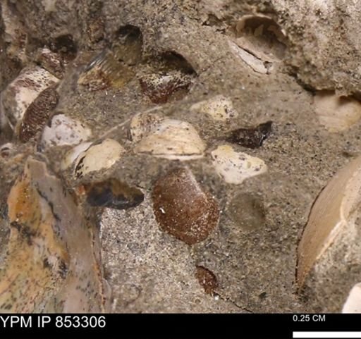 Limopsis striatopunctatus