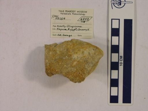 Arsinoitherium sp.
