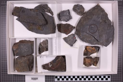 mixed taxa, stratigraphic collection