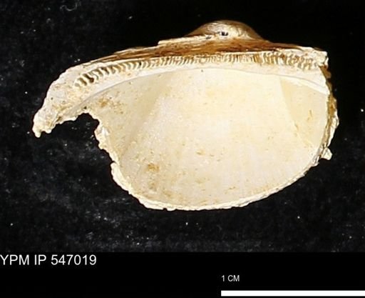 Scapharca transversa