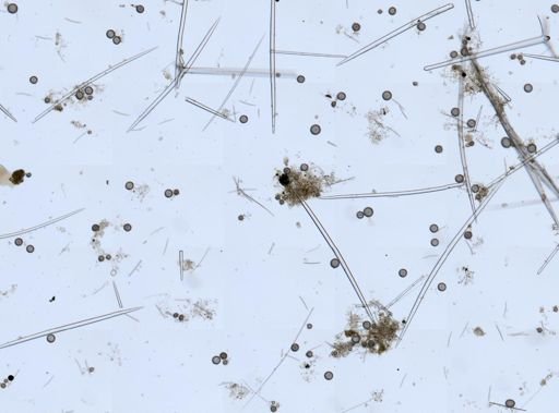 Geodia papyracea