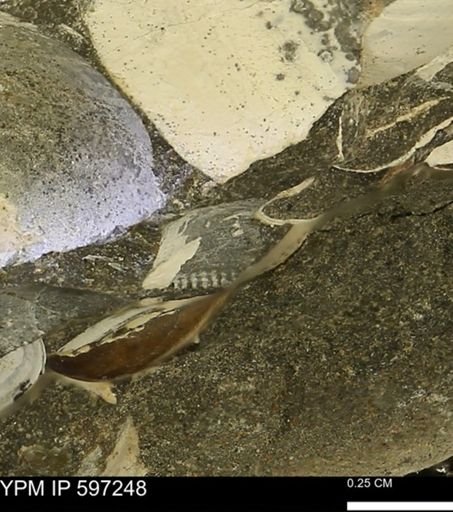 Limopsis striatopunctatus
