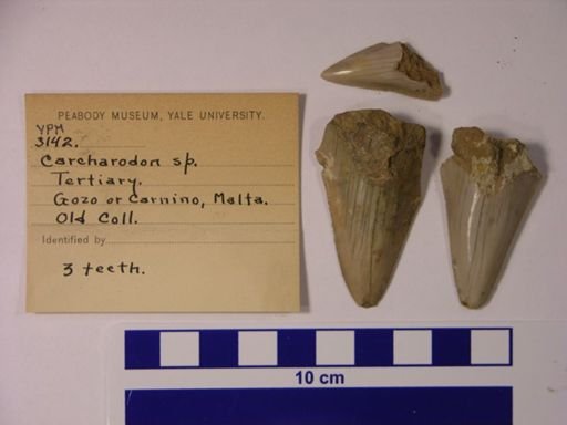 Carcharodon sp.