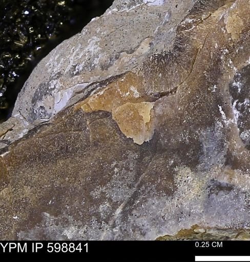 undet. Mollusca
