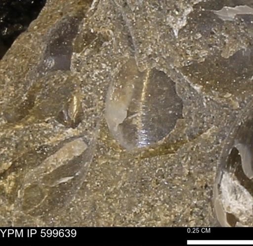 Protocardia subquadrata