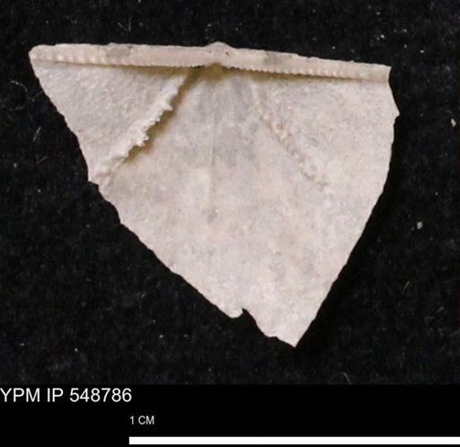 Stropheodonta perplana