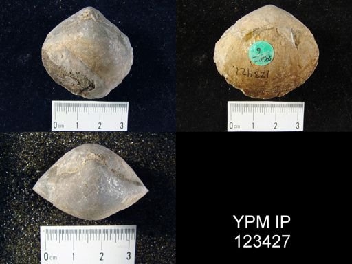 Meristella lata