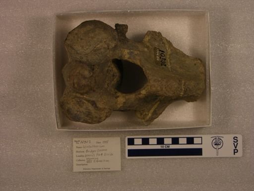 Uintatherium